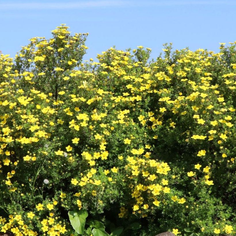 Fingerstrauch Goldteppich - Potentilla fruticosa (Plant habit)