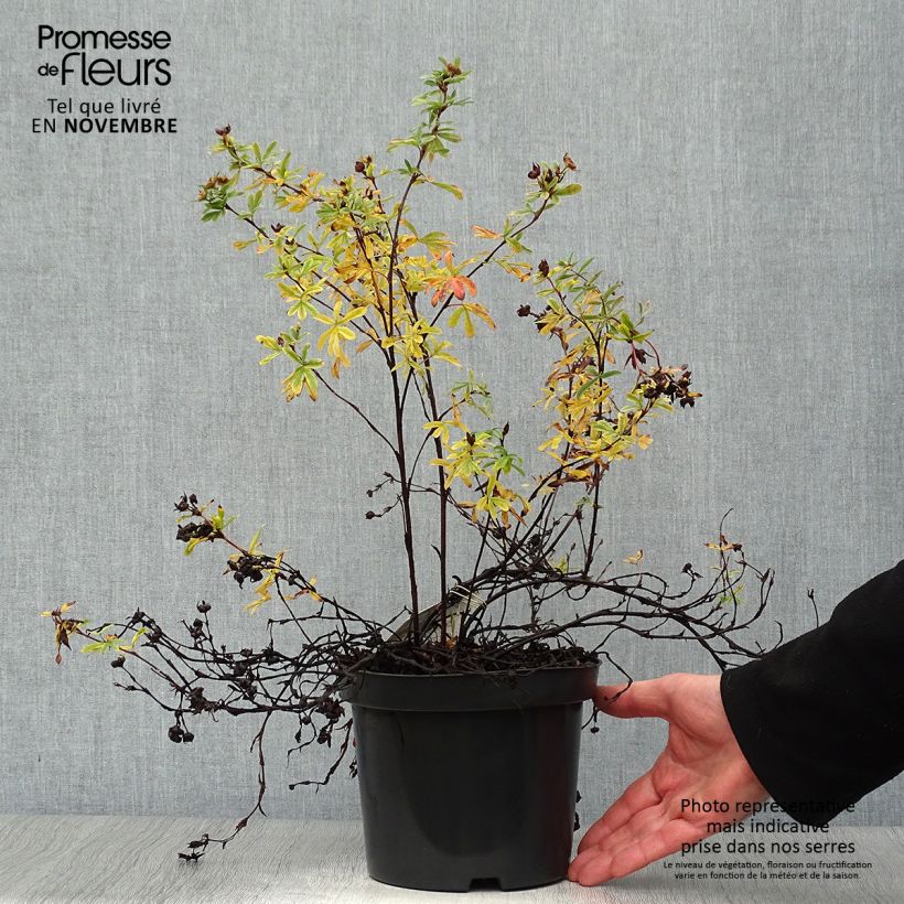 Example of Fingerstrauch Goldteppich - Potentilla fruticosa Topf mit 1,5L/2L as you get in automne