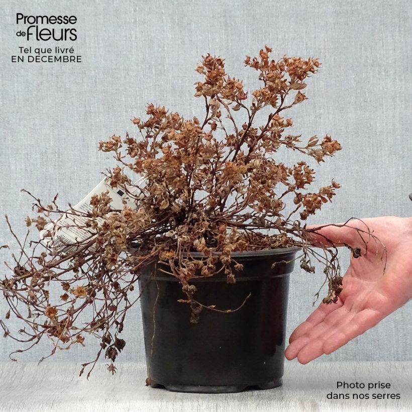 Exemplar von Fingerstrauch Goldteppich - Potentilla fruticosa Topf mit 1,5L/2L wie im Winter geliefert
