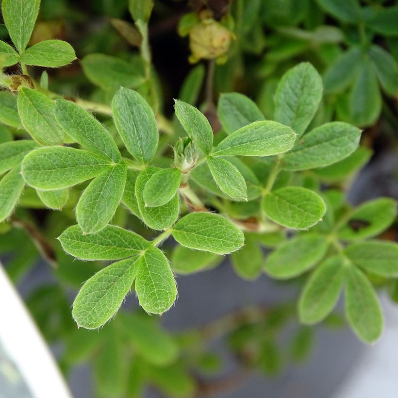 Fingerstrauch Lemon Meringue - Potentilla fruticosa (Foliage)