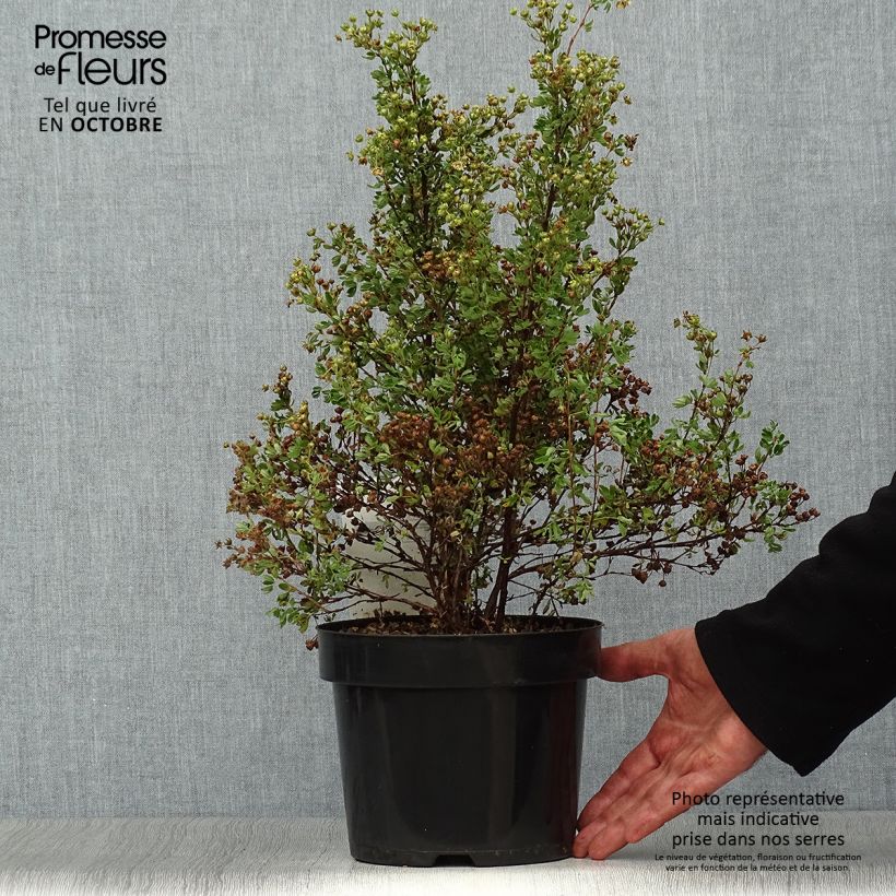 Example of Fingerstrauch Lemon Meringue - Potentilla fruticosa Topf mit 2L/3L as you get in automne
