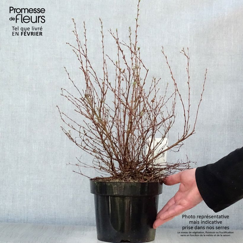 Exemplar von Fingerstrauch Limelight - Potentilla fruticosa Topf mit 3L/4L wie im Winter geliefert