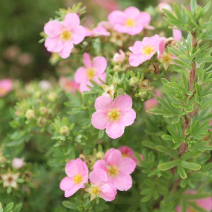 Fingerstrauch Lovely Pink - Potentilla fruticosa (Flowering)