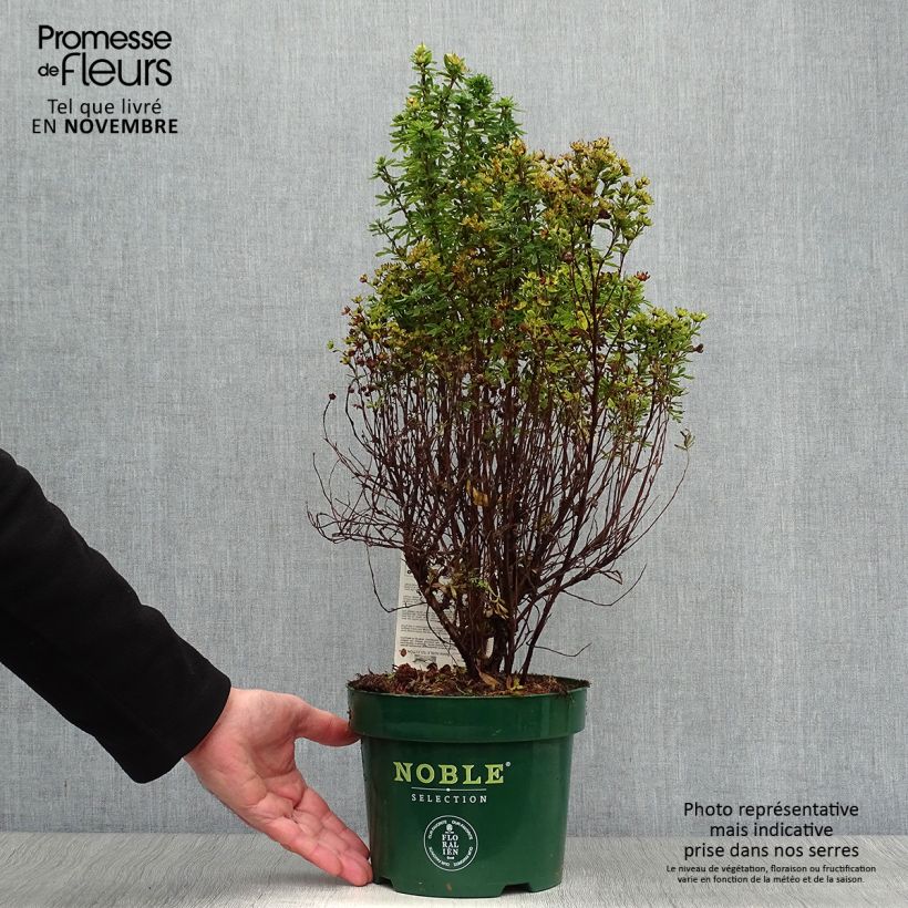 Example of Fingerstrauch Mango Tango - Potentilla fruticosa Topf mit 2L/3L as you get in automne