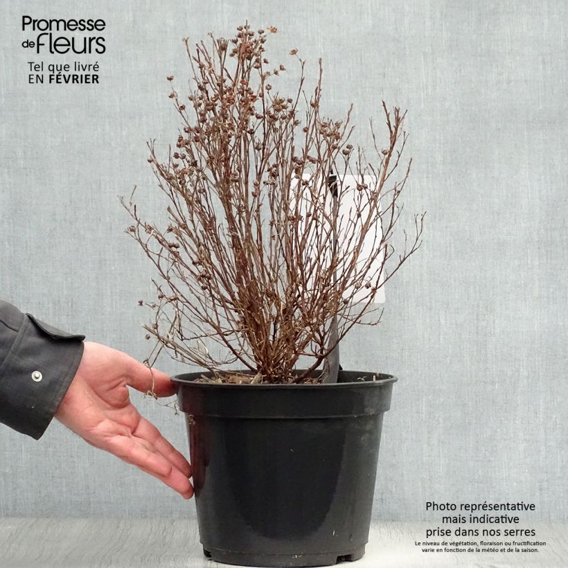 Exemplar von Fingerstrauch Mango Tango - Potentilla fruticosa Topf mit 2L/3L wie im Winter geliefert