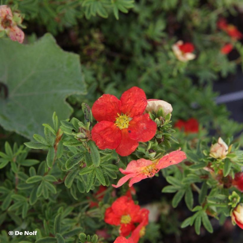 Fingerstrauch Marian Red Robin - Potentilla fruticosa (Flowering)