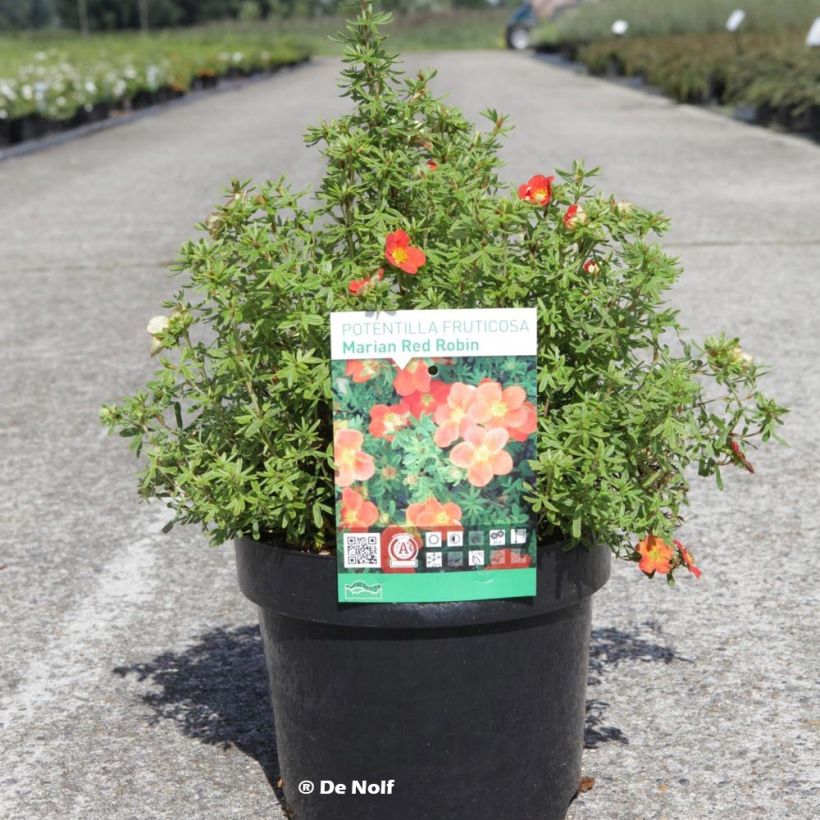 Fingerstrauch Marian Red Robin - Potentilla fruticosa (Plant habit)