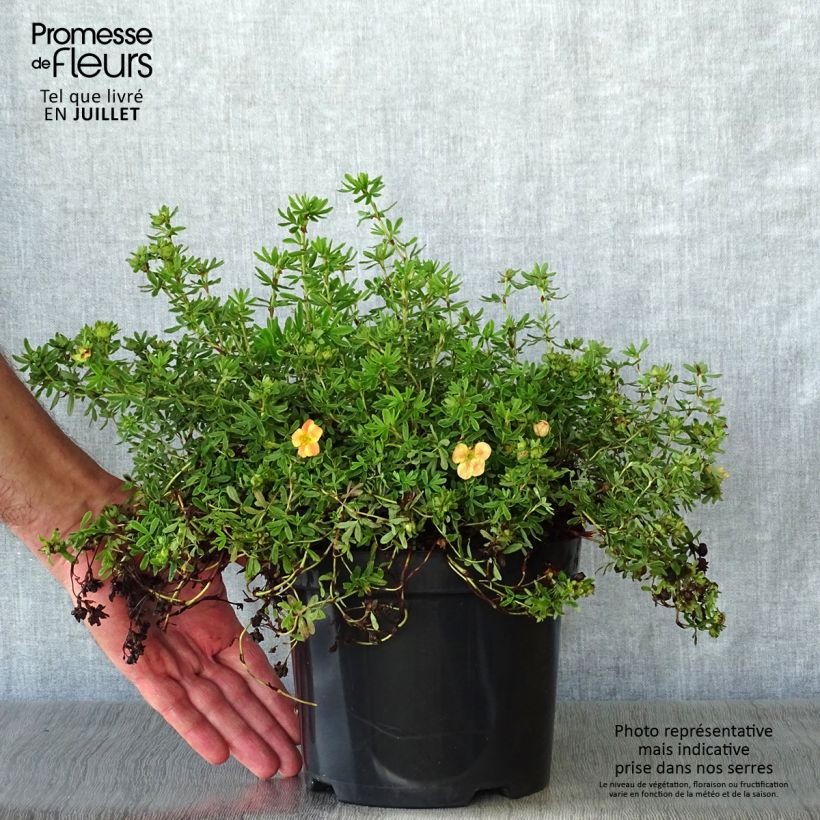 Example of Fingerstrauch Marian Red Robin - Potentilla fruticosa Topf mit 1L/1,5L as you get in ete