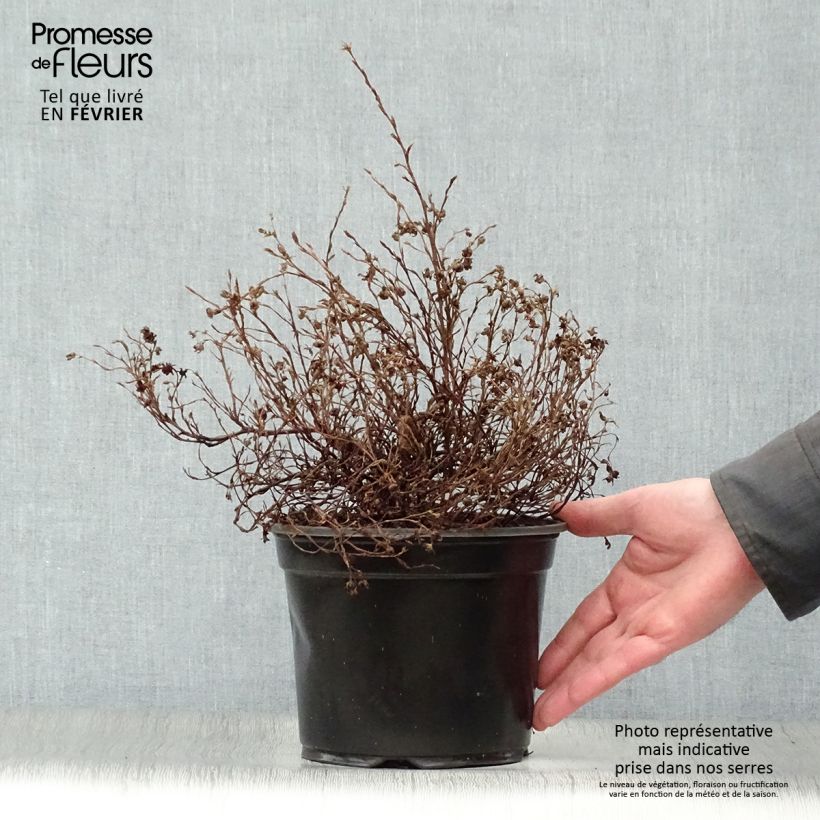Exemplar von Fingerstrauch Marian Red Robin - Potentilla fruticosa Topf mit 1L/1,5L wie im Winter geliefert