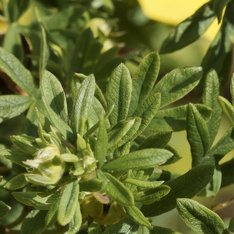 Fingerstrauch Medicine Wheel Mountain - Potentilla fruticosa (Foliage)