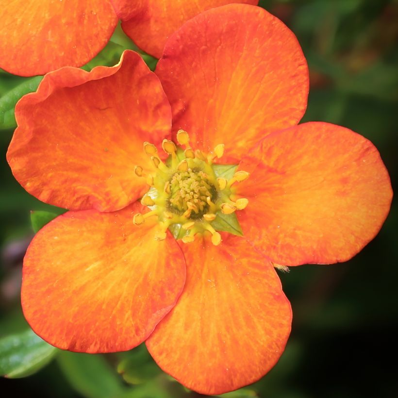 Fingerstrauch Orangissima - Potentilla fruticosa (Flowering)