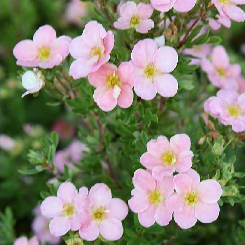 Fingerstrauch Pink Beauty - Potentilla fruticosa (Flowering)