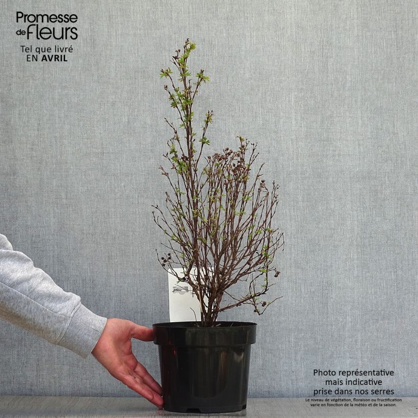 Exemplar von Fingerstrauch Pink Paradise - Potentilla fruticosa Topf mit 2L/3L wie im Frühjahr geliefert