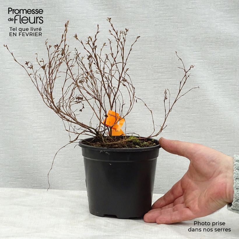 Exemplar von Fingerstrauch Red Ace - Potentilla fruticosa Topf mit 1L/1,5L wie im Winter geliefert