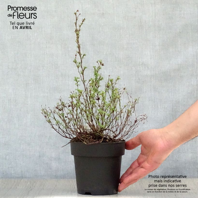 Exemplar von Fingerstrauch Red Ace - Potentilla fruticosa Topf mit 1L/1,5L wie im Frühjahr geliefert