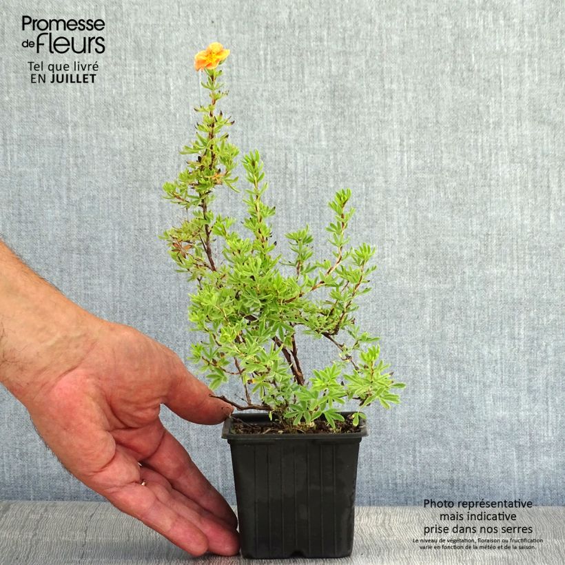 Exemplar von Fingerstrauch Red Ace - Potentilla fruticosa Kleine Töpfe von 8/9 cm wie im Sommer geliefert