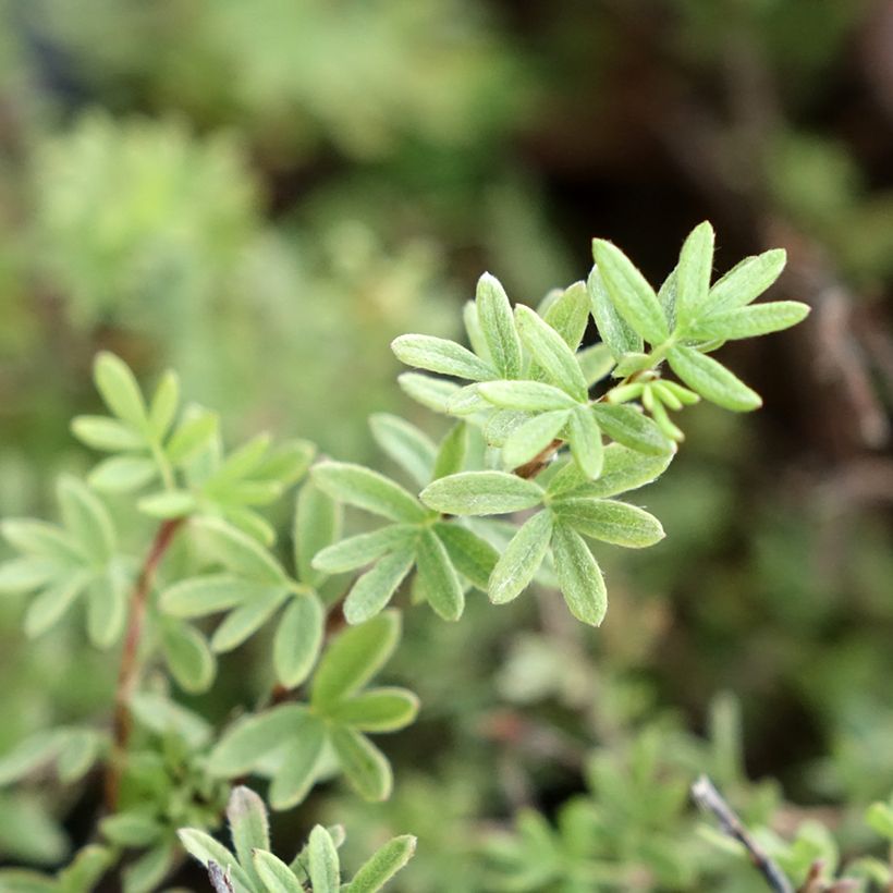 Fingerstrauch Tangerine - Potentilla fruticosa (Foliage)