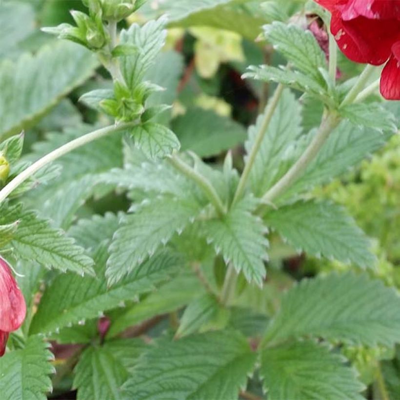 Potentilla Arc en Ciel - Gefülltes Fingerkraut (Foliage)