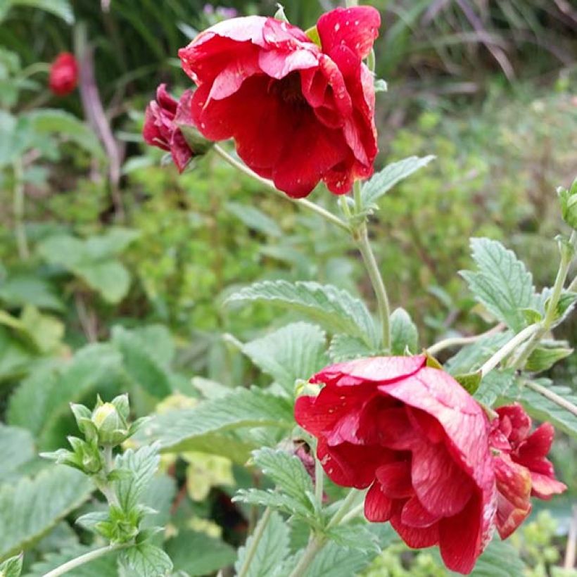 Potentilla Arc en Ciel - Gefülltes Fingerkraut (Flowering)