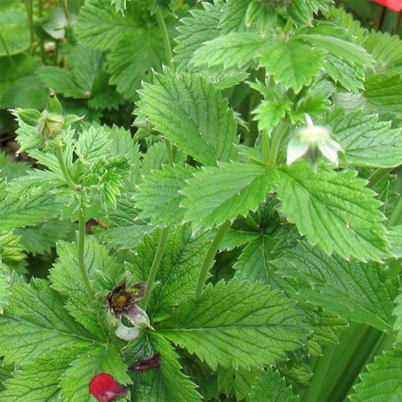 Potentilla Flamenco - Fingerkraut (Foliage)