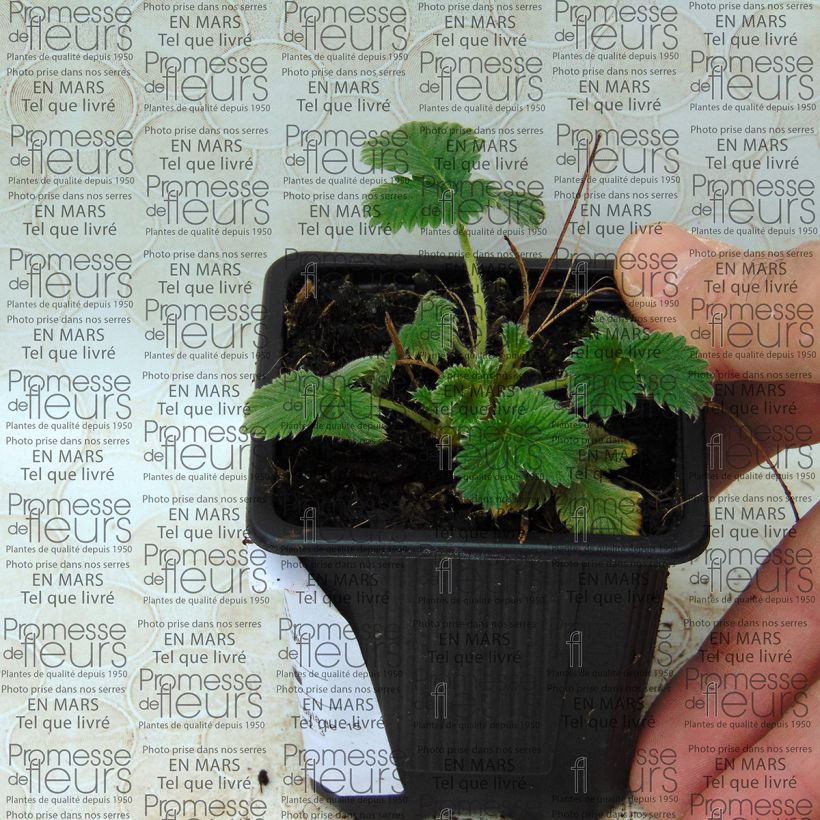 Example of Potentilla Flamenco - Fingerkraut Box as you get