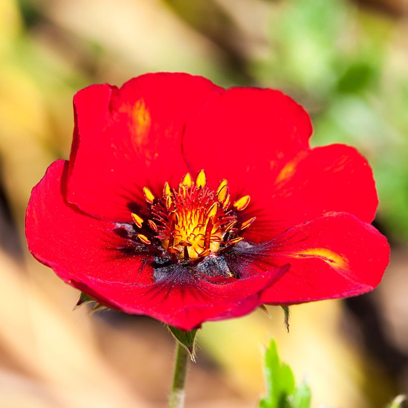 Potentilla Flamenco - Fingerkraut (Flowering)