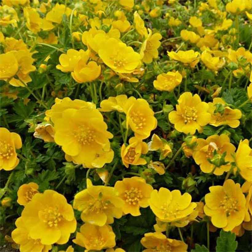 Potentilla Orange - Oranges Fingerkraut (Flowering)