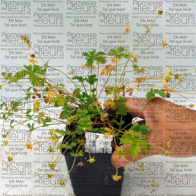 Example of Potentilla Orange - Oranges Fingerkraut Kleine Töpfe von 8/9 cm as you get