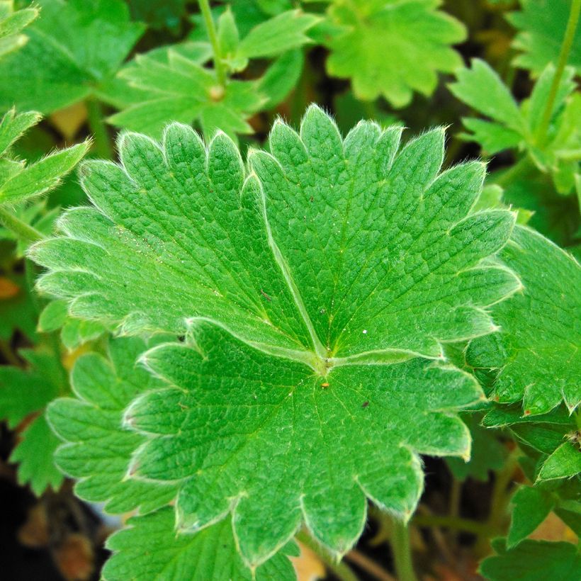 Potentilla megalantha - Großblütiges Fingerkraut (Foliage)