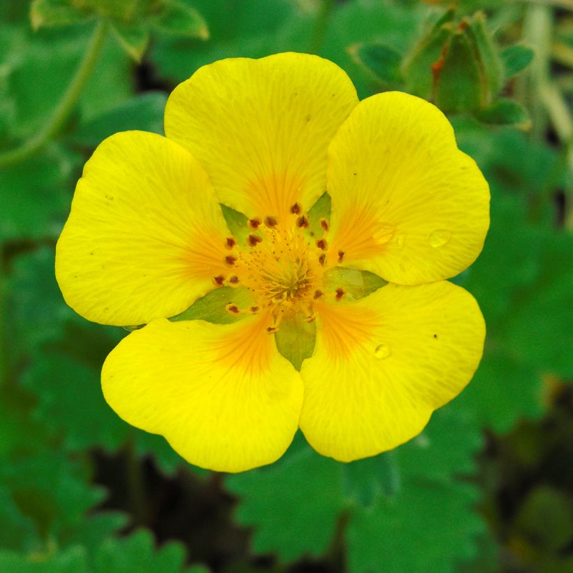 Potentilla megalantha - Großblütiges Fingerkraut (Flowering)