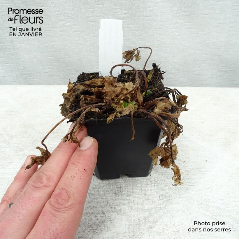 Exemplar von Potentilla megalantha - Großblütiges Fingerkraut Kleine Töpfe von 8/9 cm wie im Winter geliefert