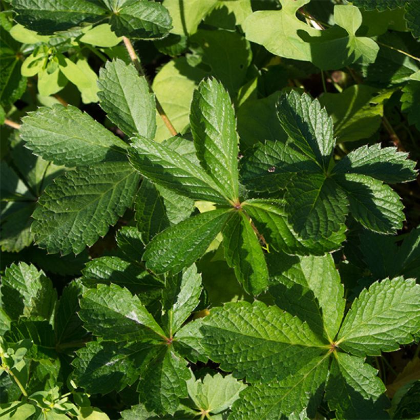 Potentilla nepalensis Miss Willmot - Nepal-Fingerkraut (Foliage)