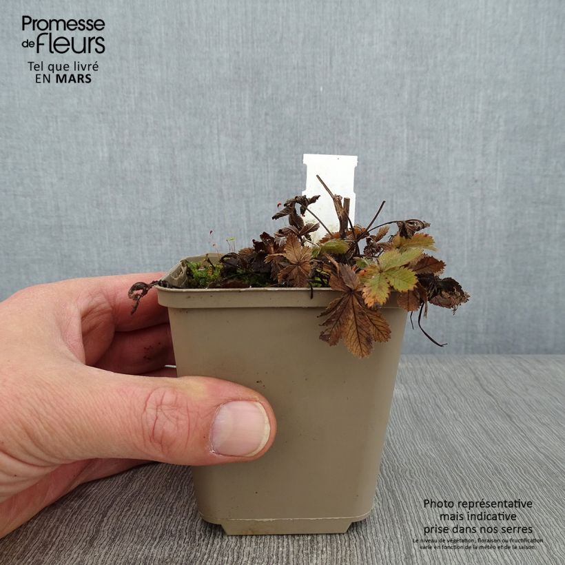 Example of Potentilla recta Warrenii - Aufrechtes Fingerkraut Kleine Töpfe von 8/9 cm as you get in hiver