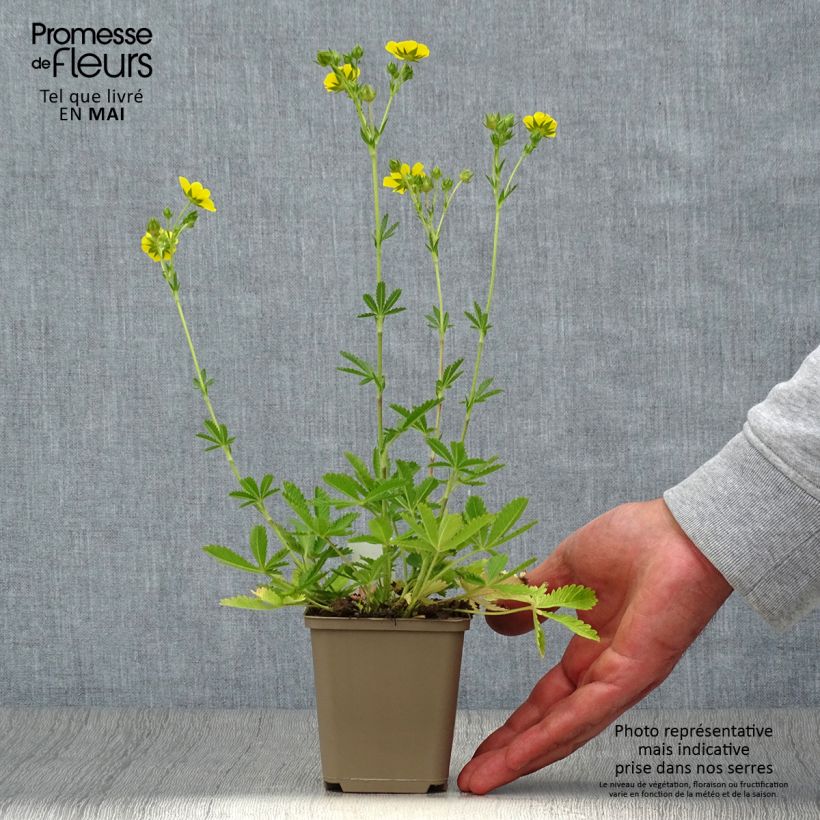 Exemplar von Potentilla recta Warrenii - Aufrechtes Fingerkraut Kleine Töpfe von 8/9 cm wie im Frühjahr geliefert