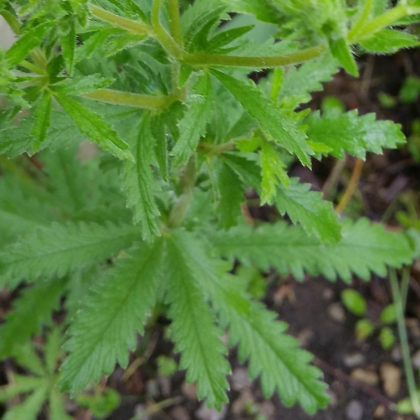 Potentilla recta Warrenii - Aufrechtes Fingerkraut (Foliage)