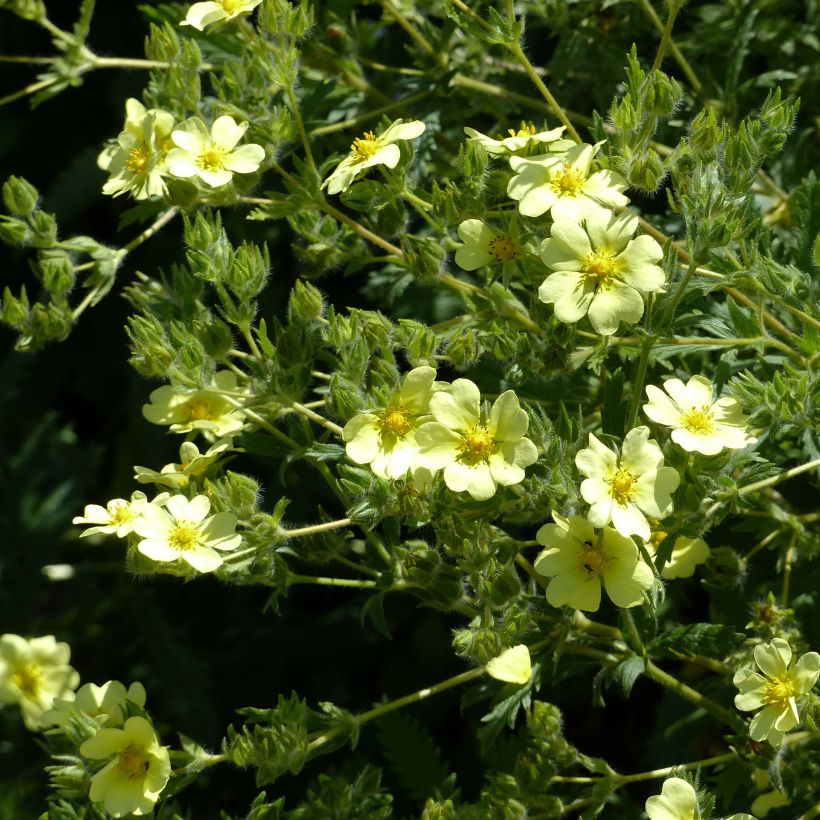 Potentilla recta var. sulphurea - Aufrechtes Fingerkraut (Flowering)