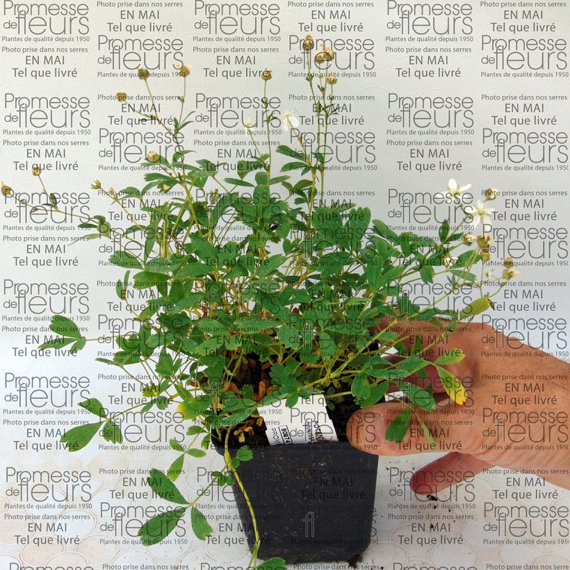 Example of Potentilla tridentata Minima - Dreizähniges Fingerkraut Kleine Töpfe von 8/9 cm as you get