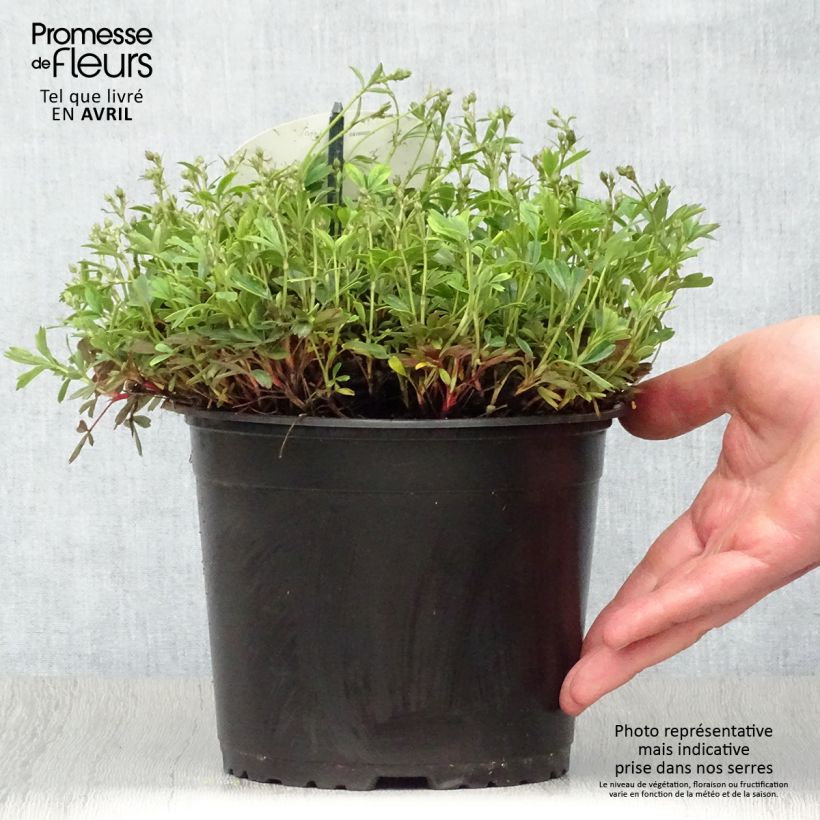 Exemplar von Potentilla tridentata Nuuk - Dreizähniges Fingerkraut Topf mit 1,5L/2L wie im Frühjahr geliefert
