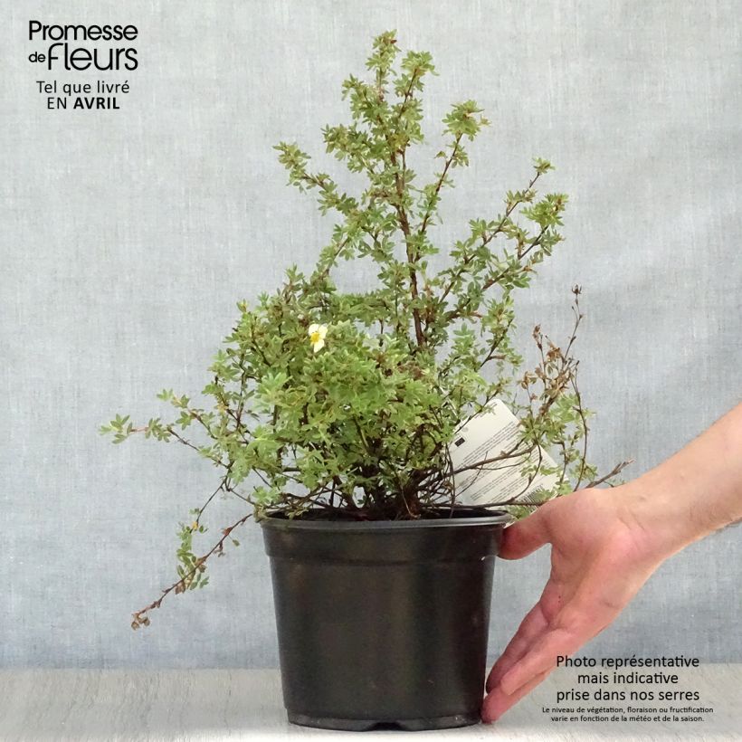 Exemplar von Fingerstrauch Primrose Beauty - Potentilla fruticosa Topf mit 2L/3L wie im Frühjahr geliefert