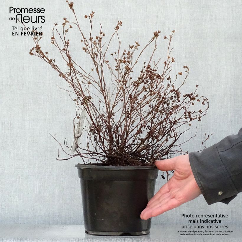 Exemplar von Fingerstrauch Princess Pink Queen - Potentilla fruticosa Topf mit 2L/3L wie im Winter geliefert