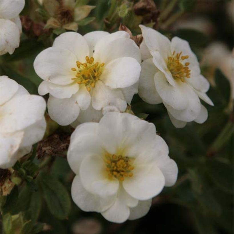 Fingerstrauch Creme brulée - Potentilla fruticosa (Flowering)