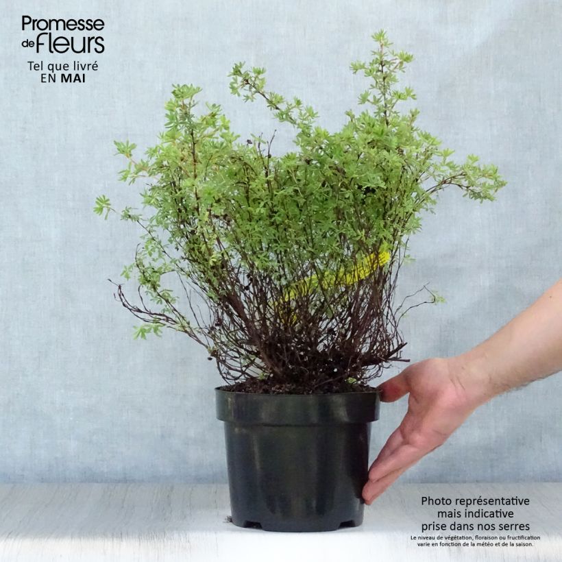 Exemplar von Fingerstrauch Hopley's Orange - Potentilla fruticosa Topf mit 3L/4L wie im Frühjahr geliefert