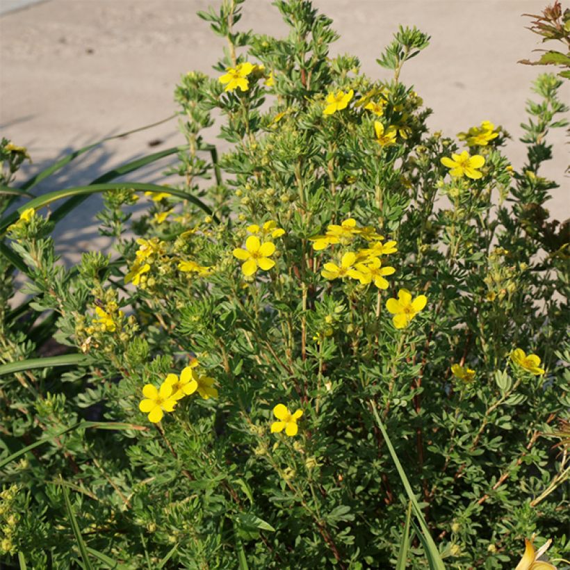 Fingerstrauch Kobold - Potentilla fruticosa (Plant habit)