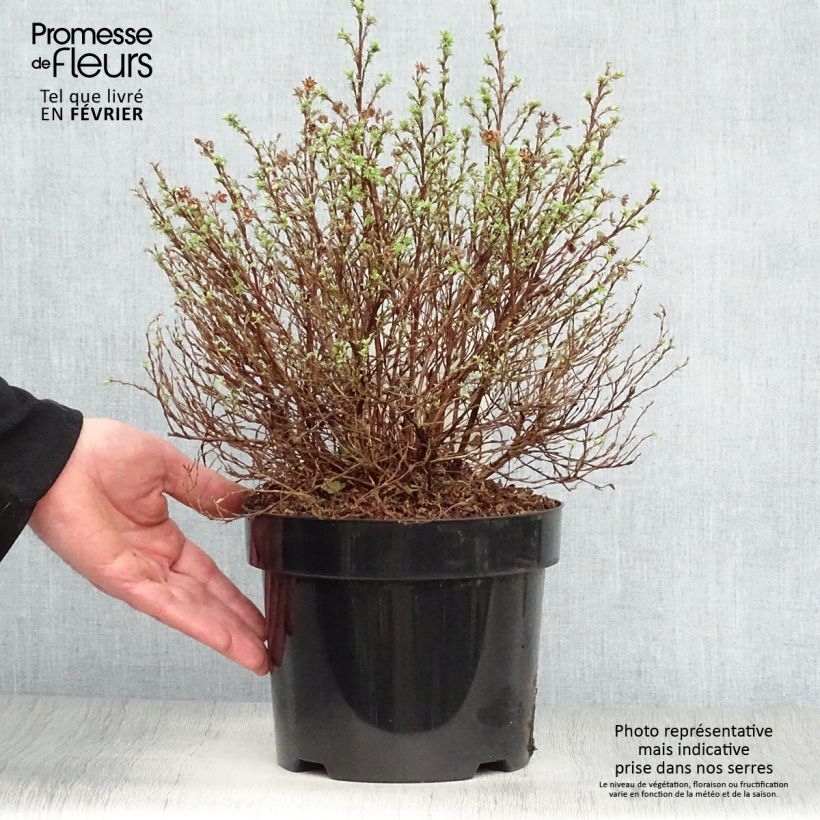 Exemplar von Fingerstrauch Kobold - Potentilla fruticosa Topf mit 3L/4L wie im Winter geliefert