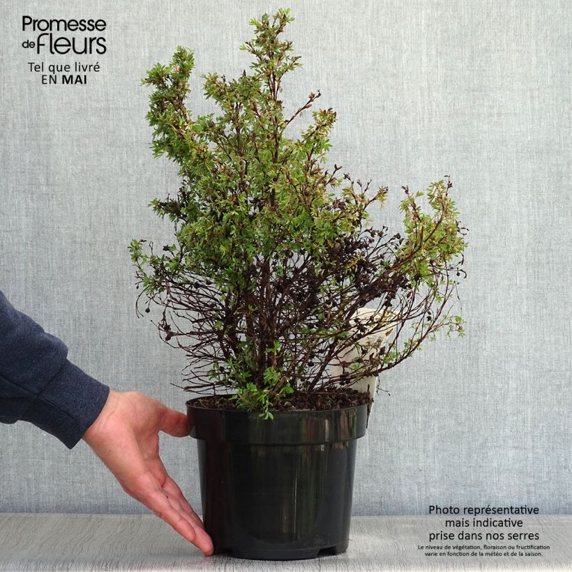 Exemplar von Fingerstrauch Kobold - Potentilla fruticosa Topf mit 3L/4L wie im Frühjahr geliefert