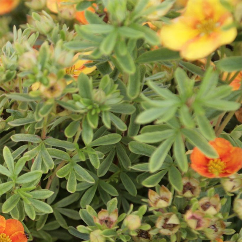 Fingerstrauch Mango Tango - Potentilla fruticosa (Foliage)