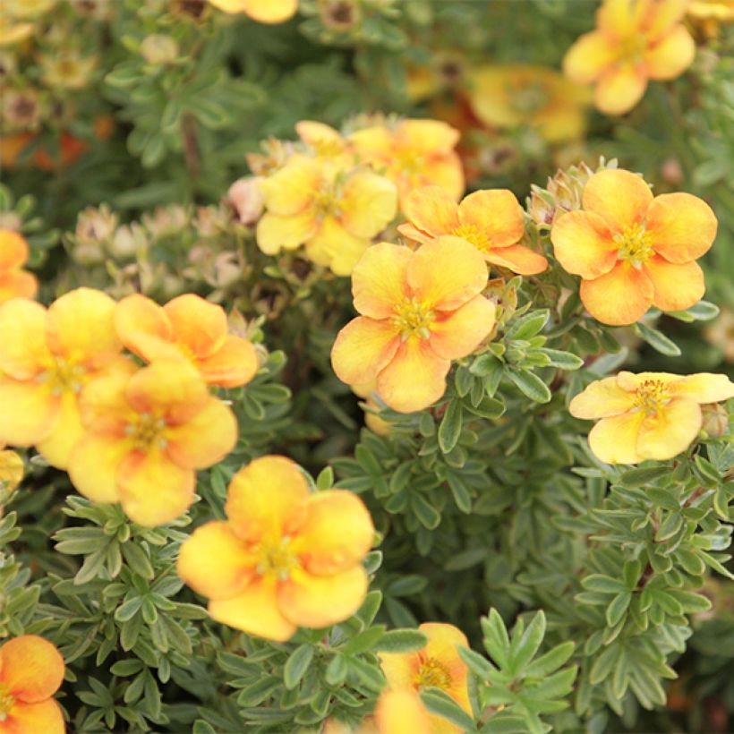 Fingerstrauch Mango Tango - Potentilla fruticosa (Flowering)