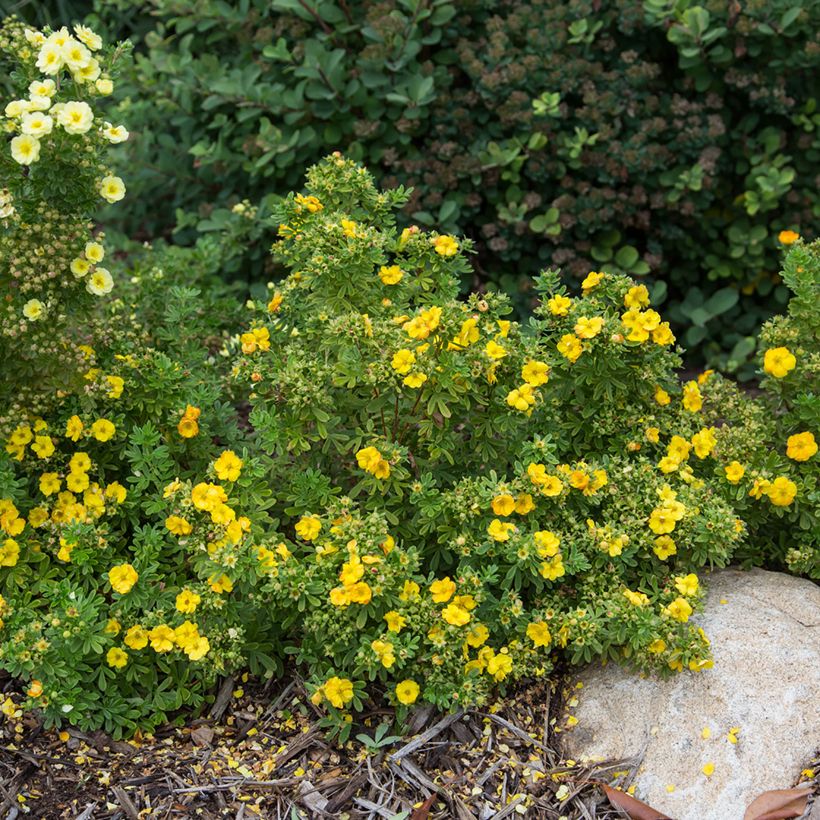 Fingerstrauch Marmalade - Potentilla fruticosa (Plant habit)