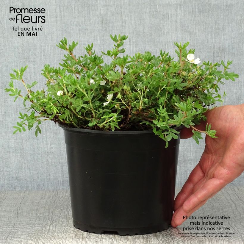 Exemplar von Fingerstrauch Bella Bianca - Potentilla fruticosa Topf mit 2L/3L wie im Frühjahr geliefert