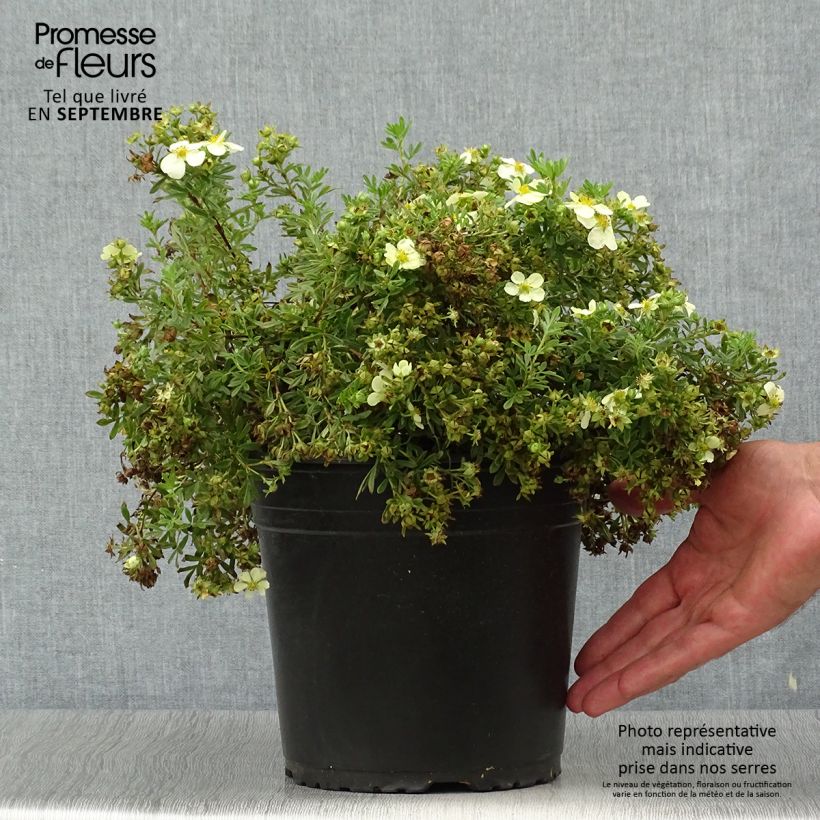 Example of Fingerstrauch Creamissima - Potentilla fruticosa Topf mit 4L/5L as you get in automne